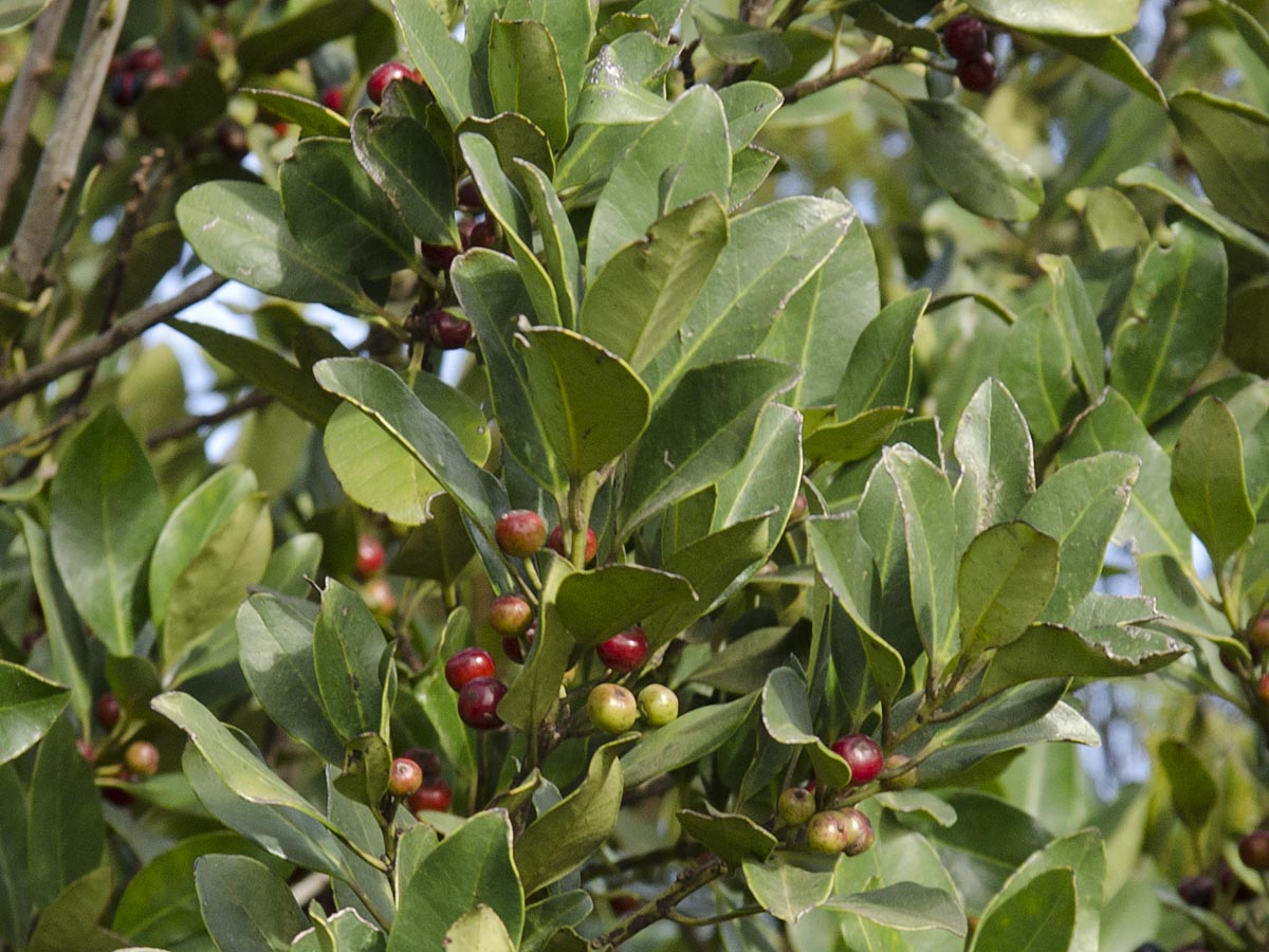 Ilex canariensis